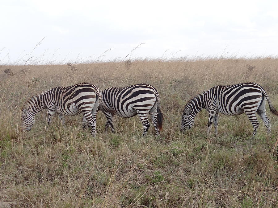 Zebras In Kenya 2 Photograph By Exploramum Exploramum - Fine Art America