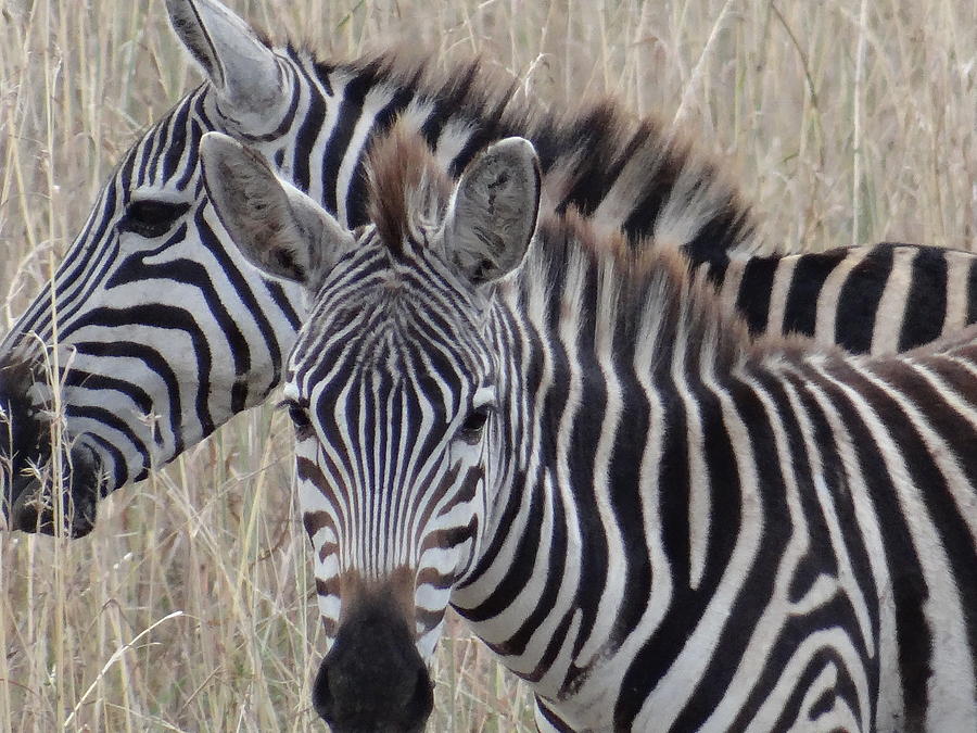 Up Movie Photograph - Zebras in Kenya 6 by Exploramum Exploramum
