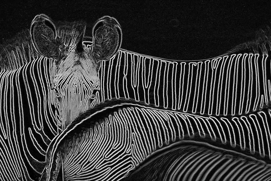 Zebra Stripes Photograph - Zebras in Kenya East Africa by Carl Purcell