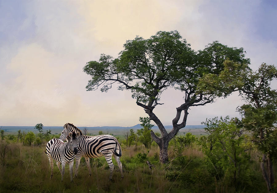 Animal Photograph - Zebras in Kruger by Maria Coulson