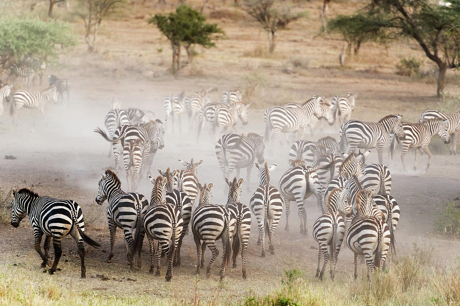 Zebras In Serengeti National Park Photograph