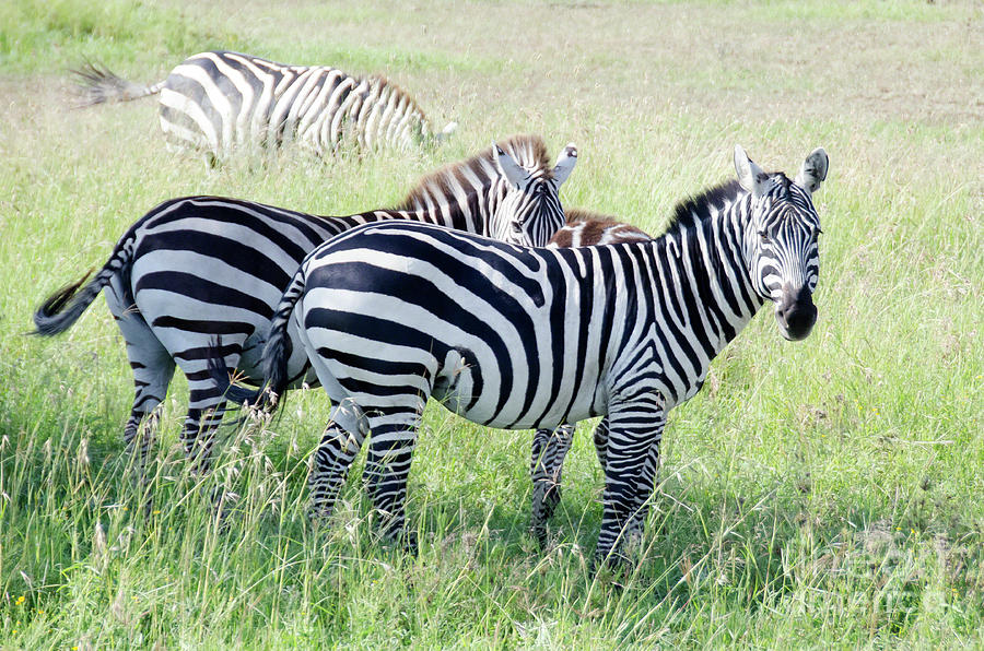 Wildlife Photograph - Zebras in Serengeti by Pravine Chester