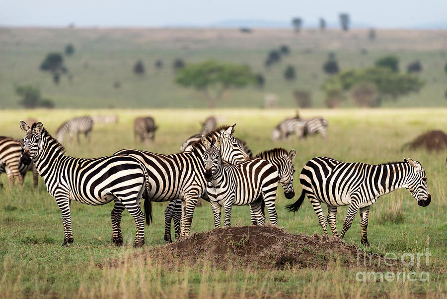 Zebras in Serengeti savannah Photograph by RicardMN Photography