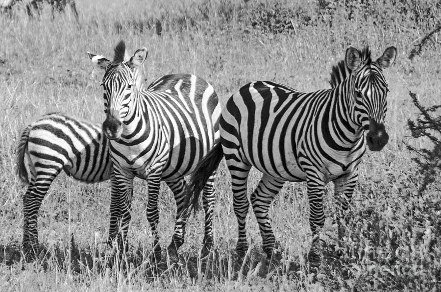 Zebras in thought Photograph by Pravine Chester