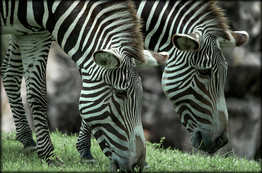  Zebras Photograph by Jaime Mercado