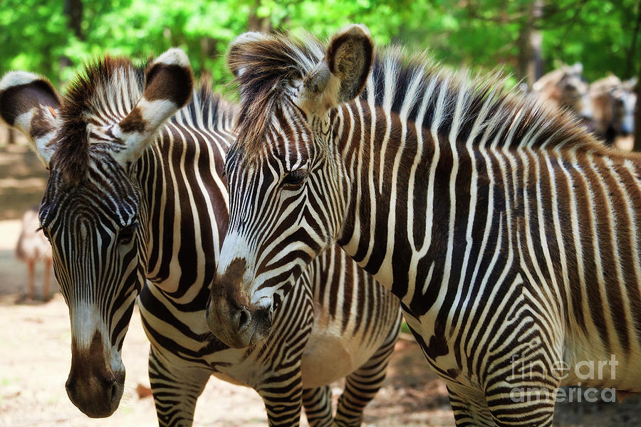 Zebras Photograph by Jill Lang