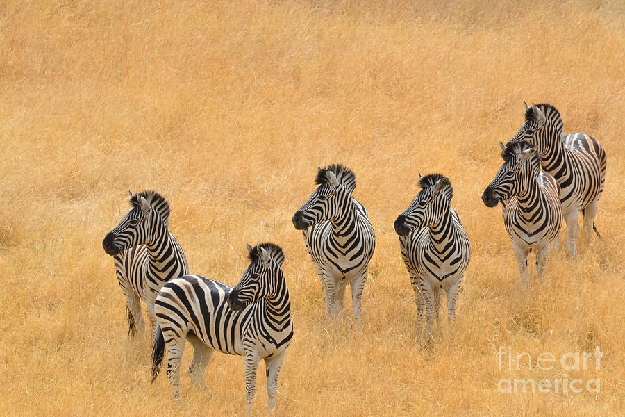 Zebras Photograph by Laurianna Taylor