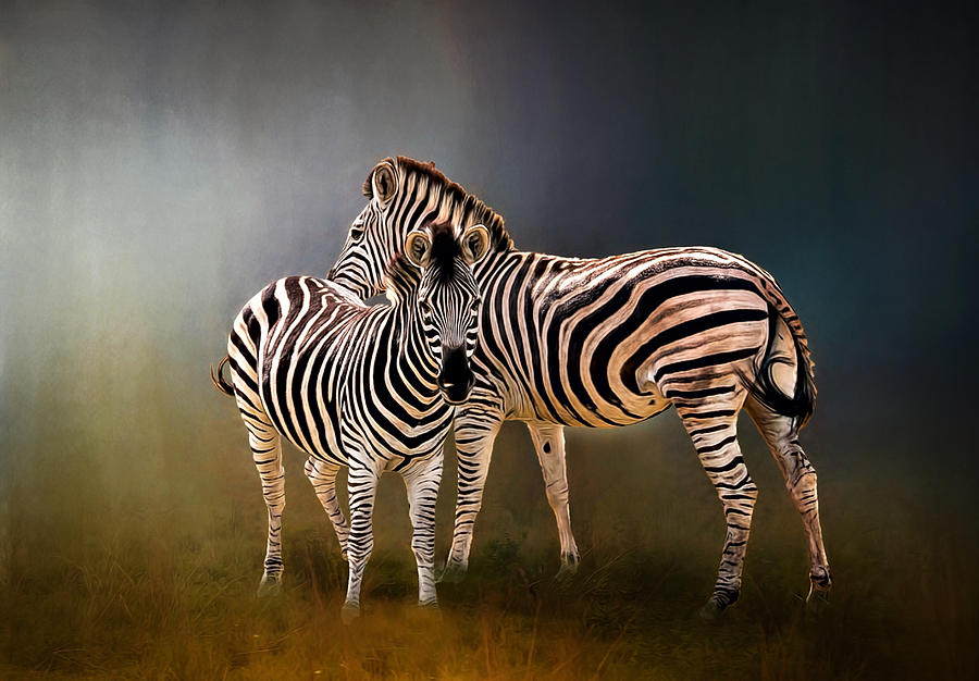Zebra Pair Photograph by Maria Coulson