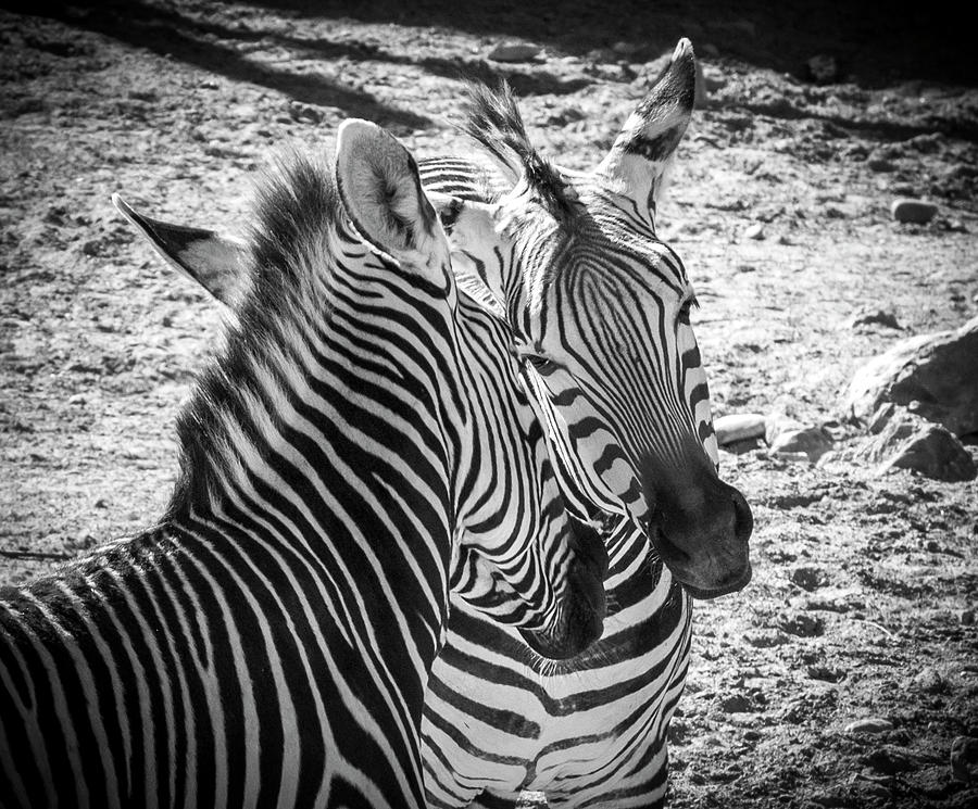 Animal Photograph - Zebras by Mary Lee Dereske