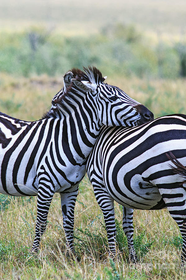 Zebras Masai Mara Kenya Photograph By Babak Tafreshi 9343