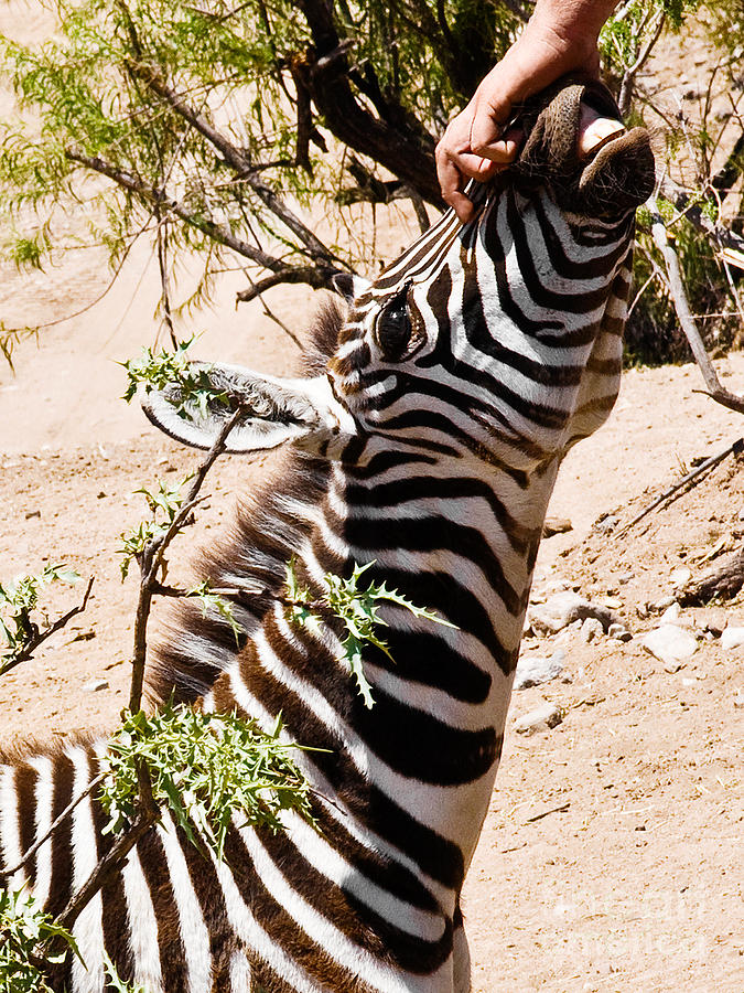 Zebras Nose Rub  Photograph by Sherry  Curry