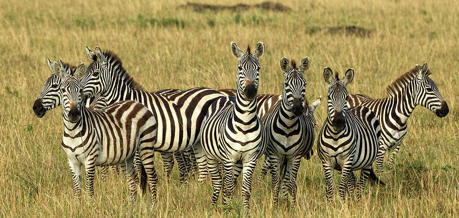 Zebras on Alert Photograph by Steven Upton