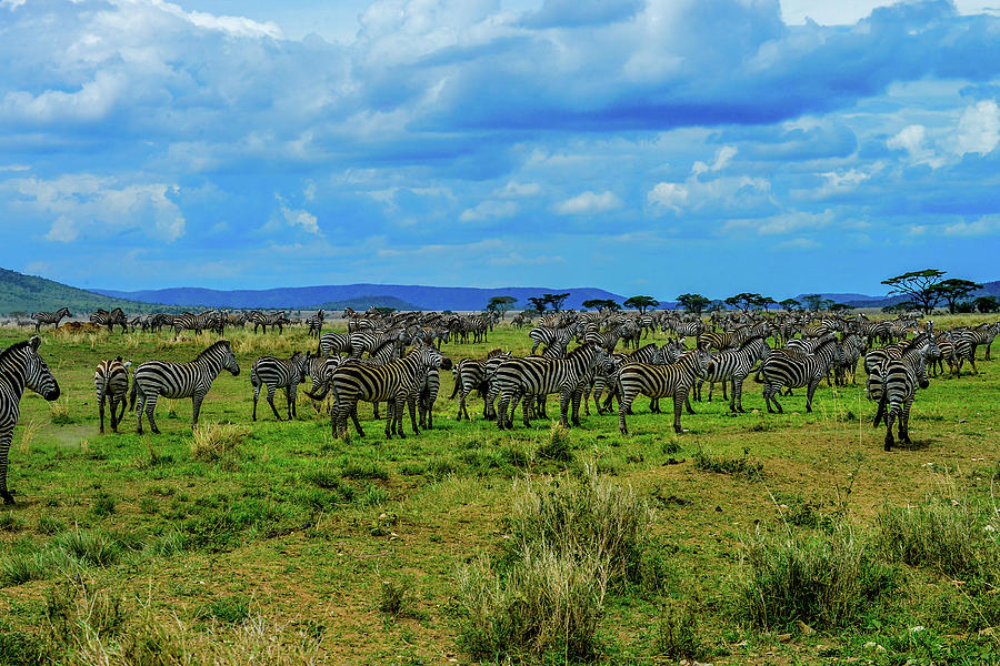 Zebras on the Serengeti Photograph by Marilyn Burton