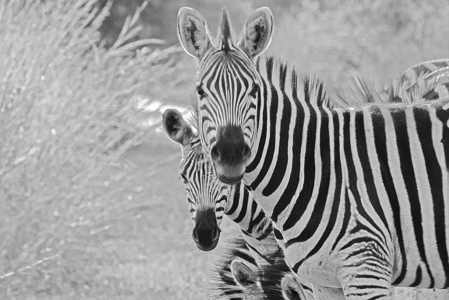 Zebras #1 Photograph by Patrick Kain