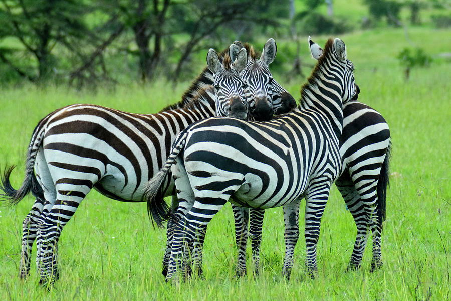 Zebras Peeking Photograph by Sarah M Taylor - Fine Art America