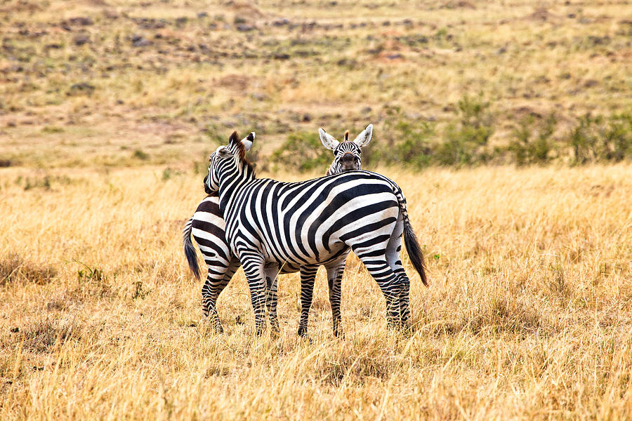 Zebras Resting in the Masai Mara Photograph by Perla Copernik