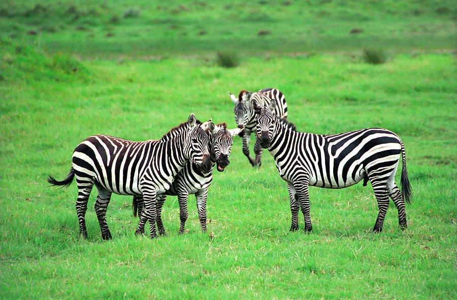 Zebra Photograph - Zebras by Sebastian Musial