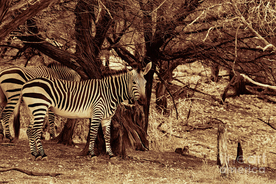 Zebras Sepia Photograph by Douglas Barnard