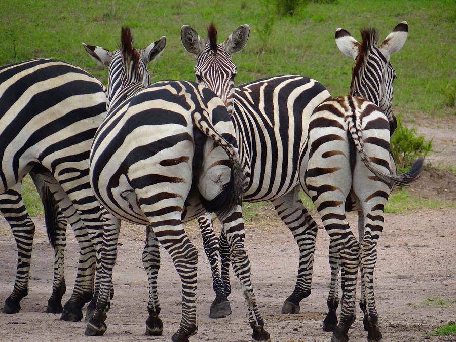 Zebras tails have ornate markings Photograph by Exploramum Exploramum ...