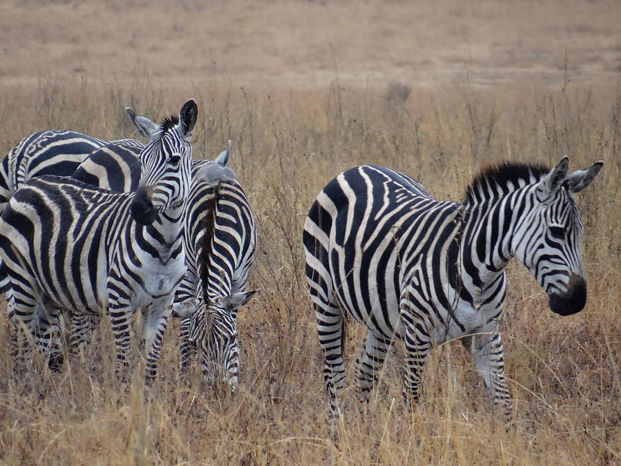 Up Movie Photograph - Zebras walking in the grass 1 by Exploramum Exploramum