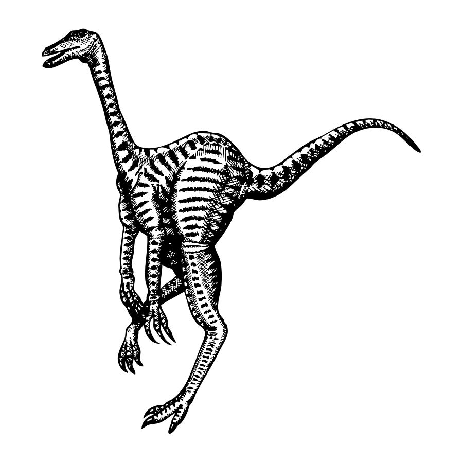 Dinosaur Drawing - Zebrasaurs by Karl Addison