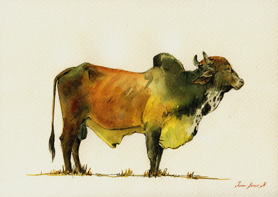 Zebu Painting - Zebu cattle art painting by Juan  Bosco