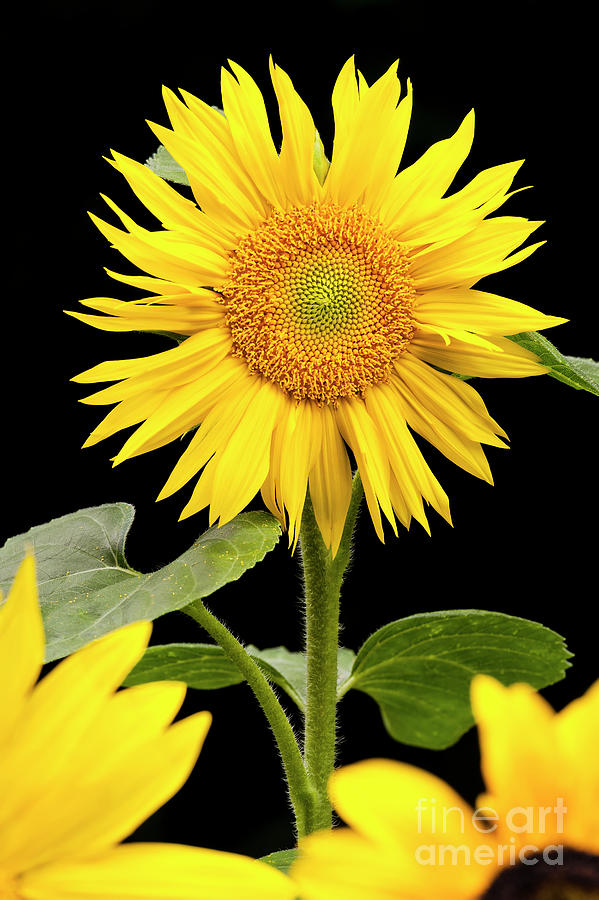 Zebulon Sunflower Photograph by Alan L Graham