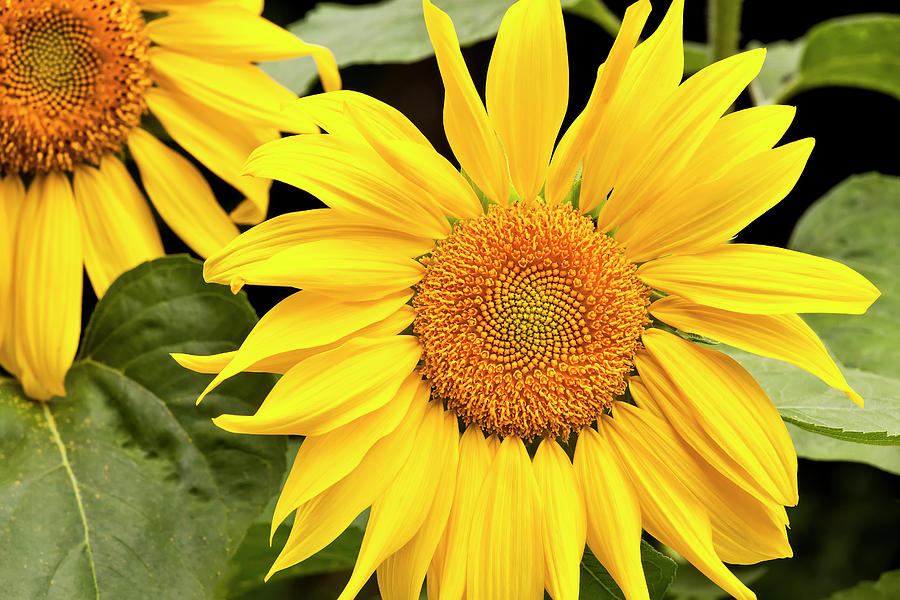 Zebulon Sunflower Garden Photograph by Alan L Graham