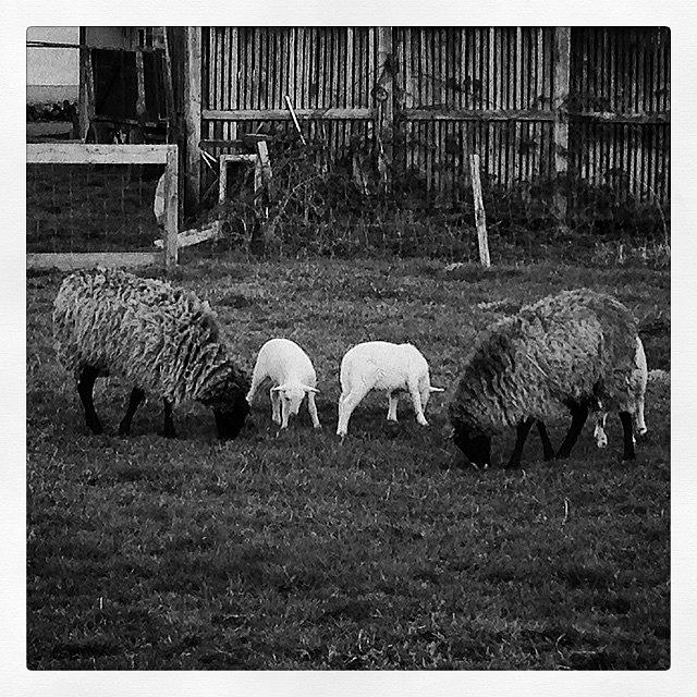 Sheep Photograph - #zelina #croatia #hrvatska #sheep #lamb by Borna Buinac