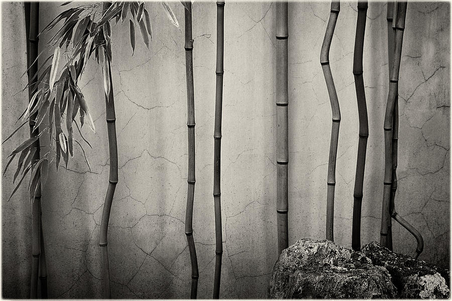 Zen Bamboo and rock Photograph by Peter V Quenter