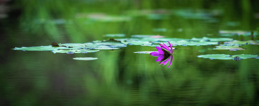 Zen Blossom Photograph by Laura Roberts