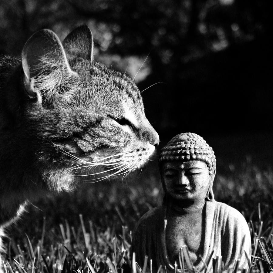 Buddha Photograph - Zen Cat Black and White- Photography by Linda Woods by Linda Woods