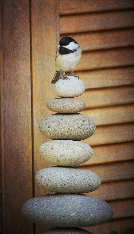 Zen Chickadee Photograph by Hermes Fine Art