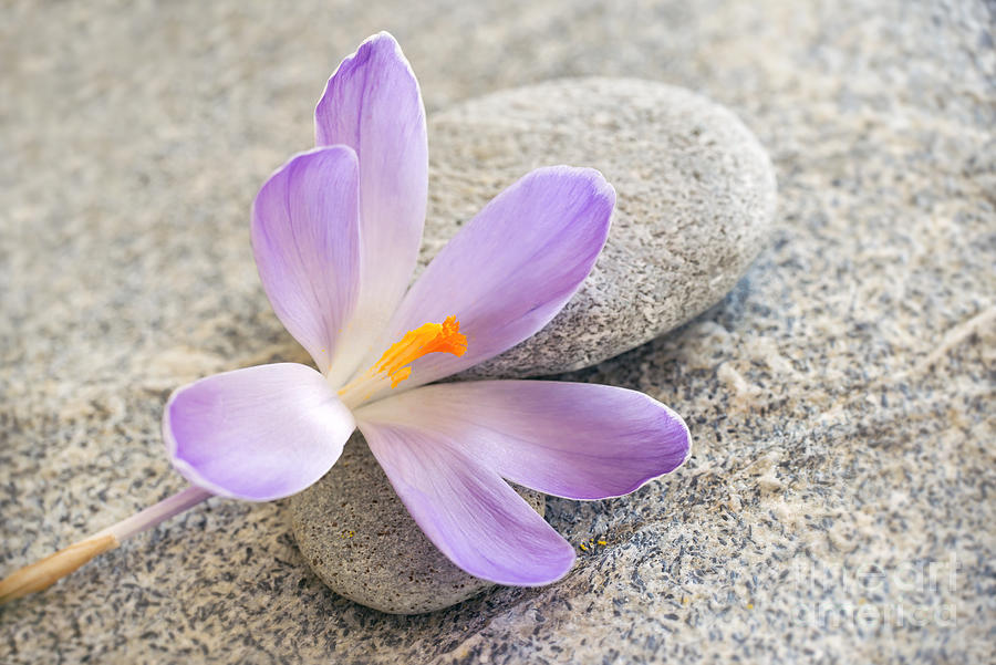 Spring Photograph - Zen crocus by Delphimages Photo Creations
