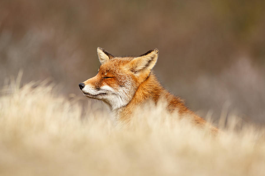 Wildlife Photograph - Zen Fox 4.0 by Roeselien Raimond