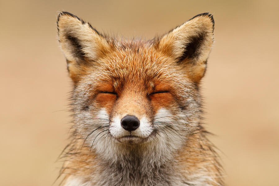 Animal Photograph - Zen Fox Red Fox Portrait by Roeselien Raimond