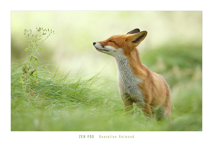 Wildlife Photograph - Zen Fox Roeselien Raimond by Roeselien Raimond