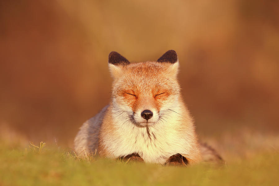 Zen Fox Series - Being There Photograph by Roeselien Raimond - Fine Art ...