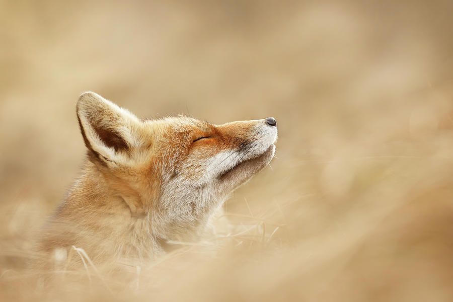 Animal Photograph - Zen Fox Series - Chill Fox is Chilling by Roeselien Raimond