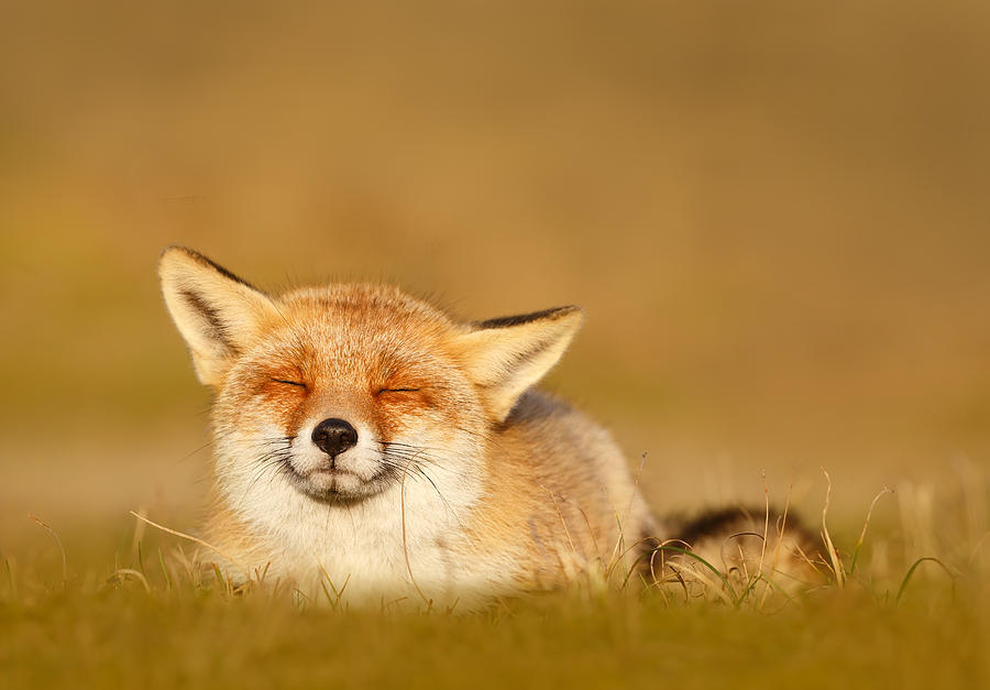 Zen Fox Series - Chill Fox Photograph by Roeselien Raimond - Fine Art ...