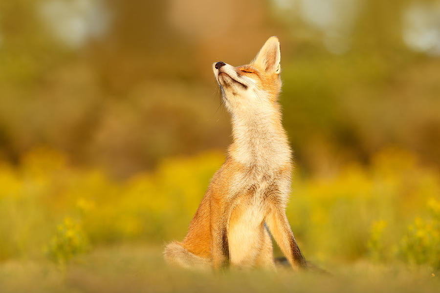 Fox Photograph - Zen Fox Series - Flower Fox by Roeselien Raimond