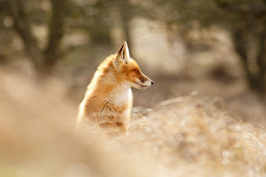 Fox Photograph - Zen Fox Series - Forest Fox by Roeselien Raimond
