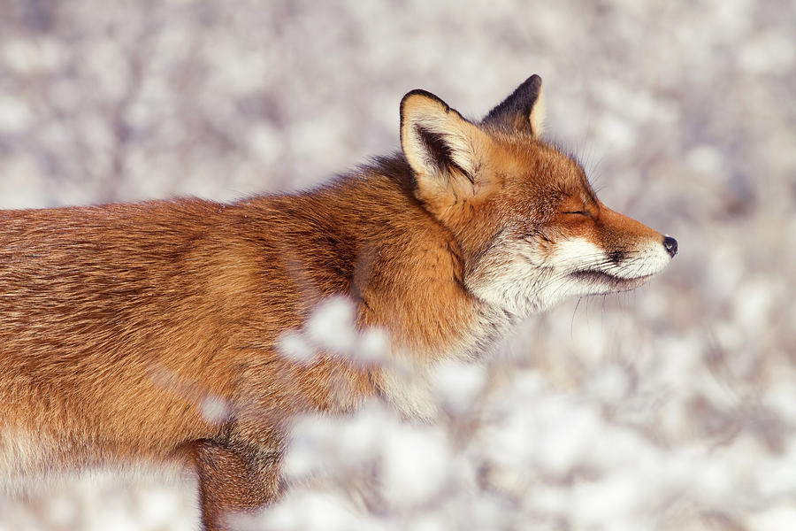 Zen Fox Series - Happy Fox iin the Snow Photograph by Roeselien Raimond ...