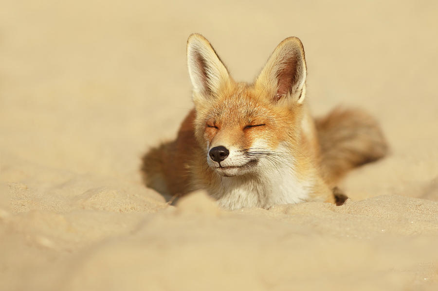 Fox Photograph - Zen Fox Series - Sandy Fox by Roeselien Raimond