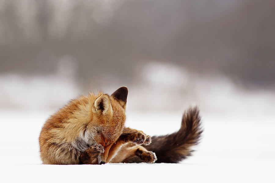 Mammal Photograph - Zen Fox Series -Shy Fox on Ice by Roeselien Raimond
