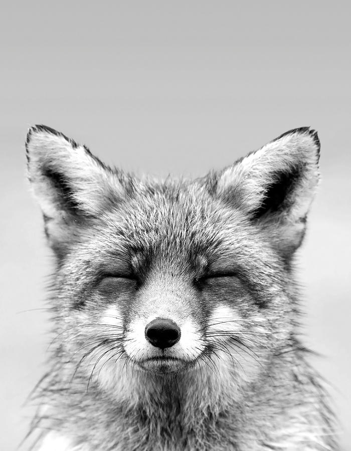 Wildlife Photograph - Zen Fox Series - Smiling Fox Portrait BW by Roeselien Raimond