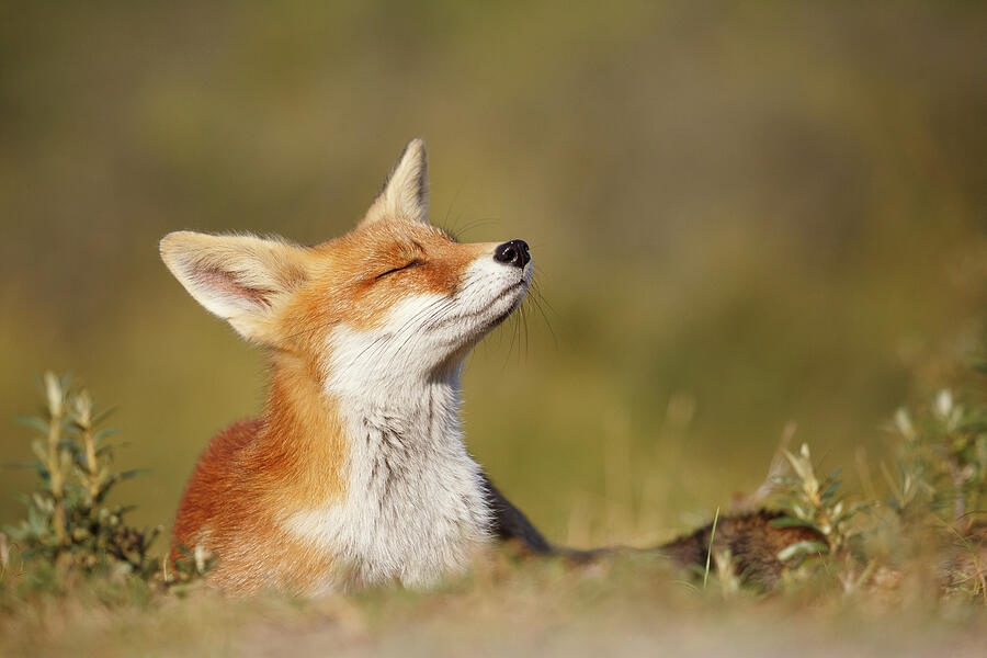Animal Photograph - Zen Fox Series - Summer Fox by Roeselien Raimond