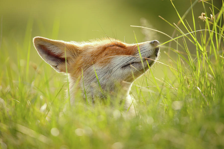 Wildlife Photograph - Zen Fox Series - Summer Zen Fox by Roeselien Raimond