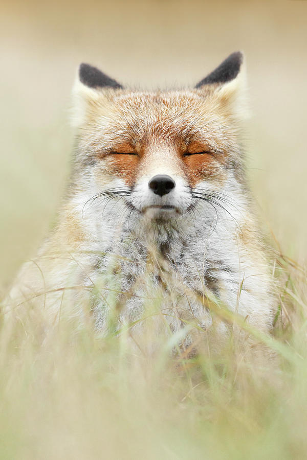 Wildlife Photograph - Zen Fox Series - The Mindful Fox by Roeselien Raimond