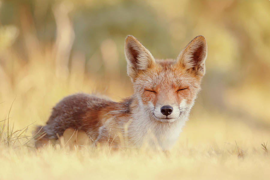 Wildlife Photograph - Zen Fox Series - The Smiling Fox by Roeselien Raimond